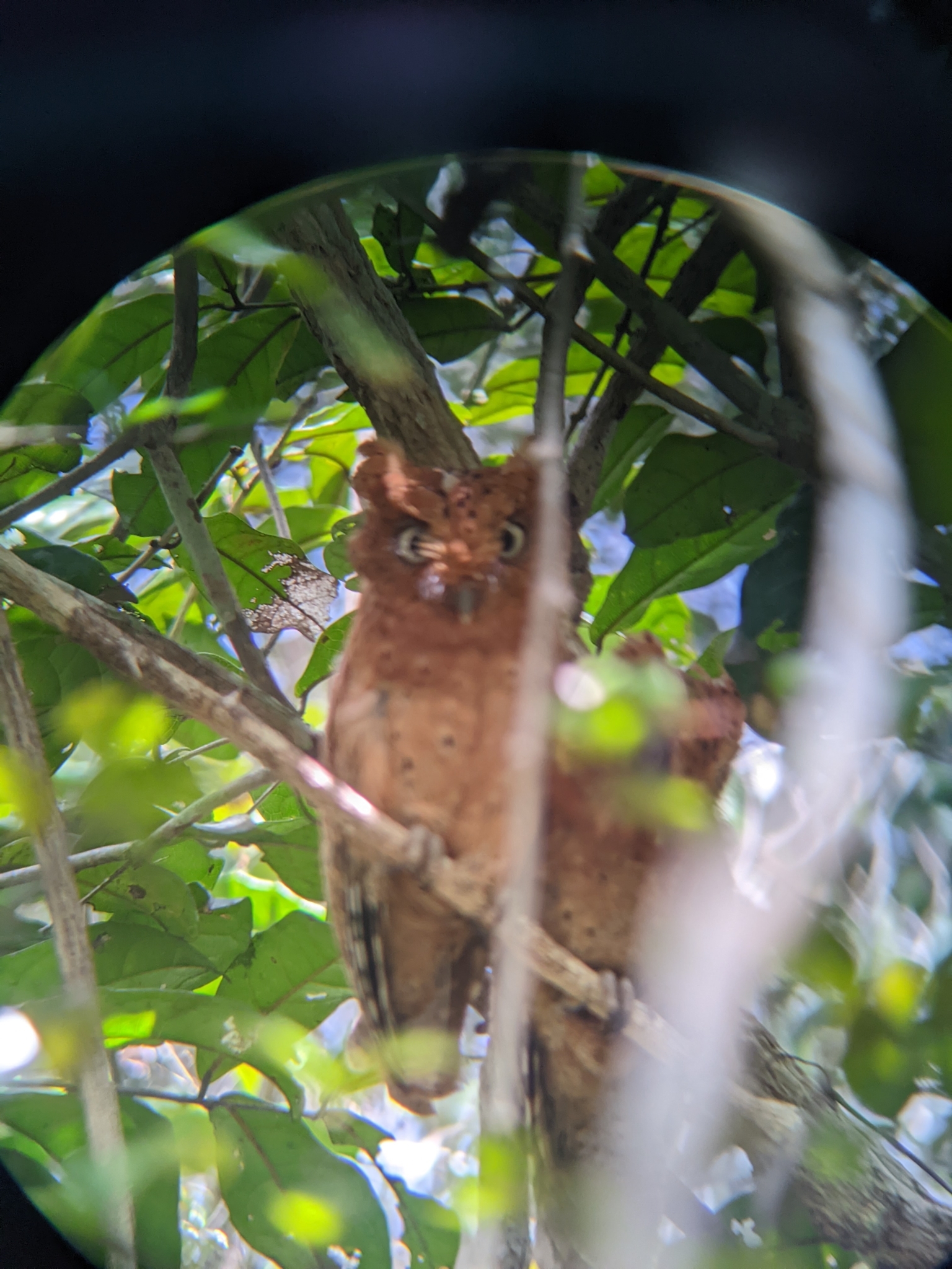 Sokoke Scops Owl (Otus ireneae), photo 4