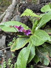 Primula miyabeana