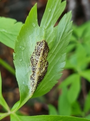 Puccinia singularis