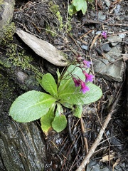 Primula miyabeana