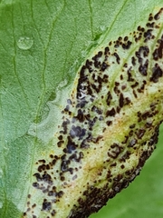 Puccinia singularis