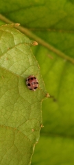Epilachna maculicollis