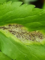 Puccinia singularis