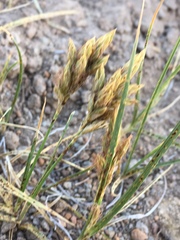 Carex douglasii