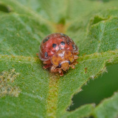 Henosepilachna enneasticta