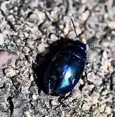 Chrysolina coerulans