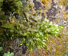 Orthorrhynchium elegans