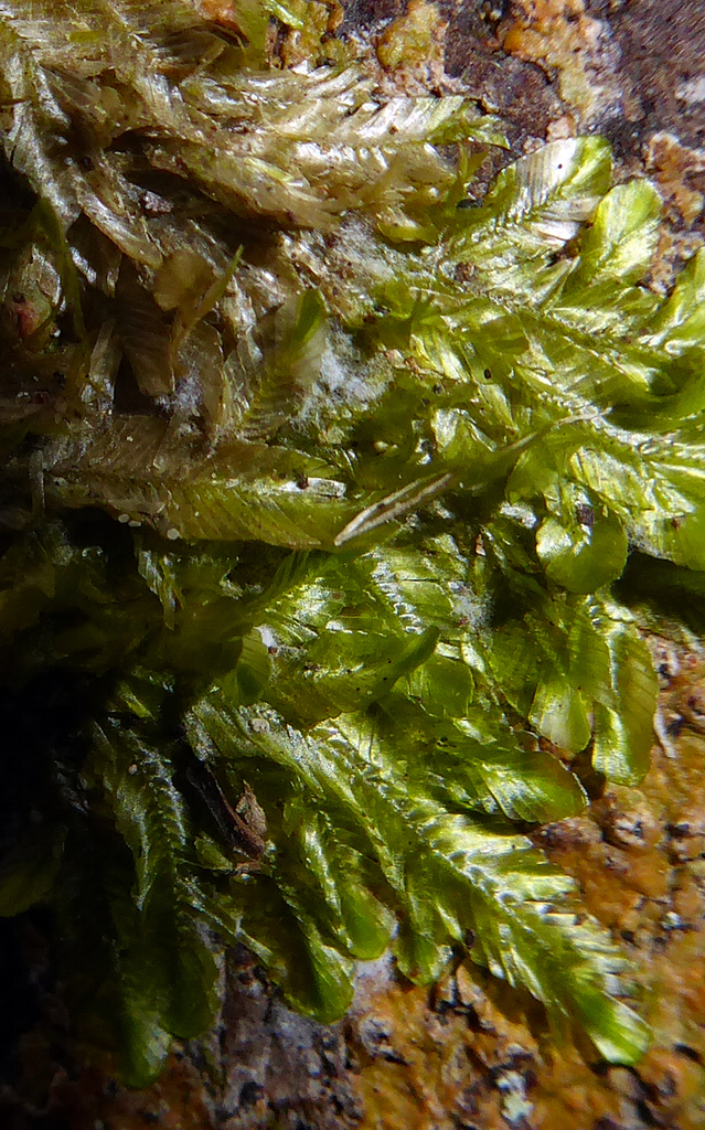 Orthorrhynchium elegans (Orthorrhynchium elegans)
