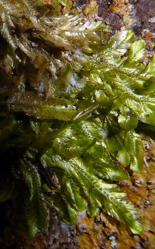 Orthorrhynchium