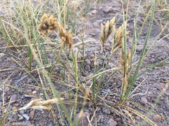 Carex douglasii