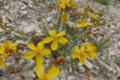 Hypericum rumeliacum