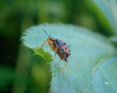 Hoplapoderus