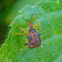 Hoplapoderus