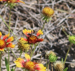 Melanoplus cinereus