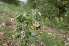 Alkanna pindicola