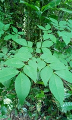 Albizia zygia