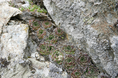 Sempervivum heuffelii