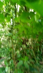 Albizia zygia