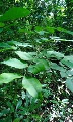 Albizia zygia