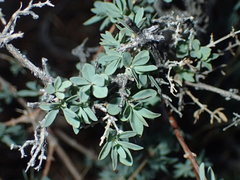 Symphoricarpos longiflorus