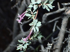 Symphoricarpos longiflorus
