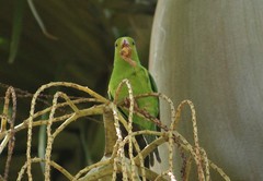 Brotogeris tirica