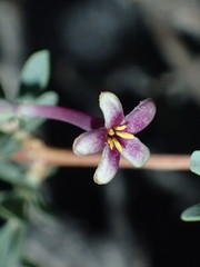 Symphoricarpos longiflorus