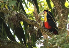 Ramphastos dicolorus