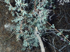 Symphoricarpos longiflorus