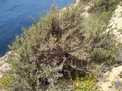 Salsola oppositifolia