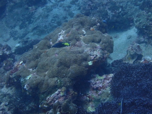 Bicolor Cleaner Wrasse (Labroides bicolor)