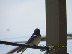 Hirundo rustica