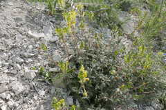 Scutellaria orientalis