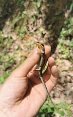 Eutropis macularia