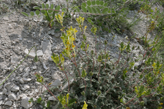 Scutellaria orientalis