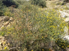 Coronilla juncea