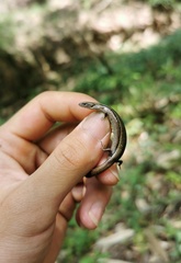 Barbour's Ground Skink photo 1