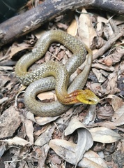 Rhabdophis leonardi