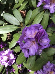Rhododendron