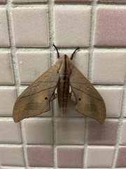 Marumba