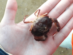 Glebocarcinus amphioetus