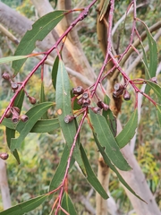 Eucalyptus sieberi
