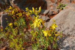 Hypericum empetrifolium