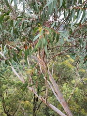 Eucalyptus sieberi