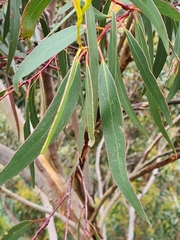 Eucalyptus sieberi