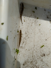Cobitis paludica