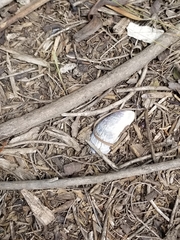 Mytilus californianus