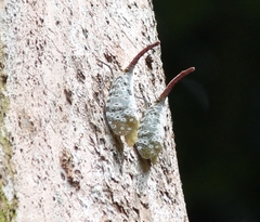 Pyrops oculatus
