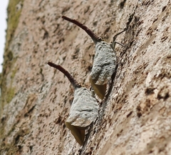 Pyrops oculatus