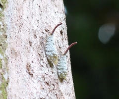 Pyrops oculatus